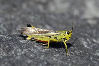 Le criquet ensanglanté