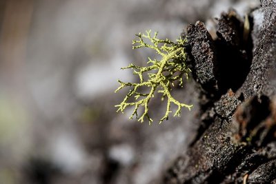 Lichen des loupes