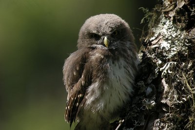 Jeune chouette chevêchette