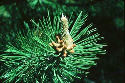 Aiguilles de pin sylvestre