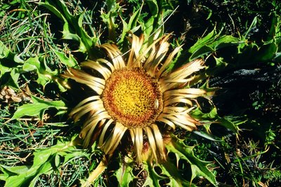 La carline à feuilles d'acanthe