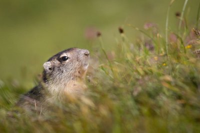 Une marmotte