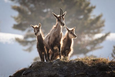 Chamois