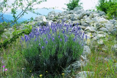 La lavande à feuilles étroites