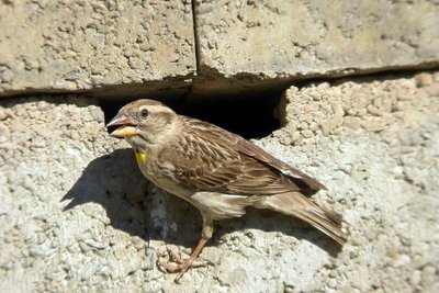 Le moineau soulcie