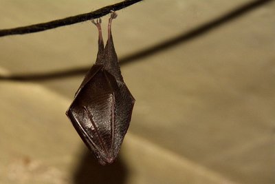 Petit rhinolophe enveloppé dans ses ailes