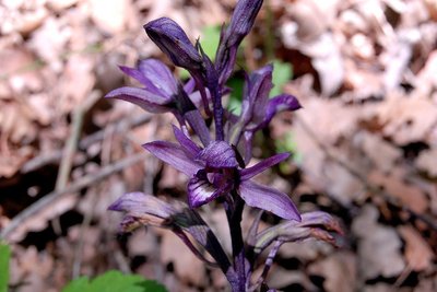 La limodore à feuilles avortées (limodorum abortivum)