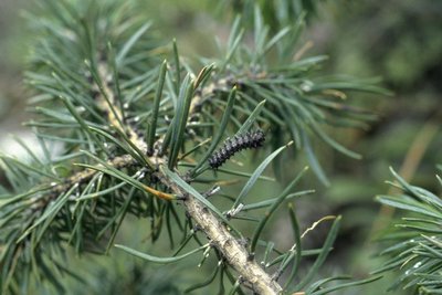 Aiguilles de pin sylvestre