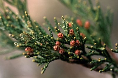 Genévrier thurifère (fleurs femelles)