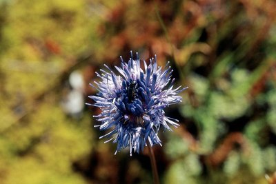 Globulaire à feuilles en coeur