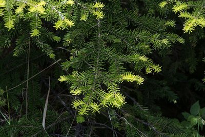 Un sapin pectiné