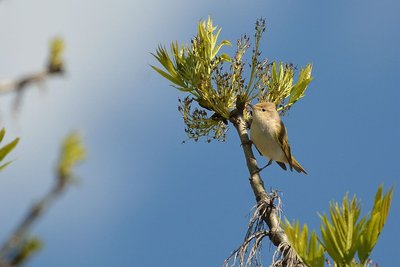 Le pouillot de Bonelli