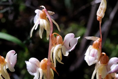 L'épipogon sans feuilles