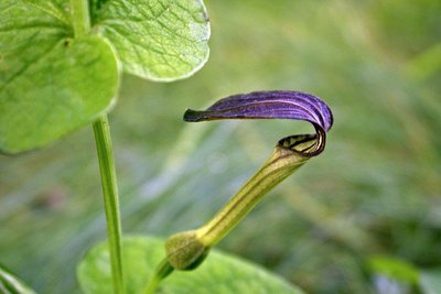 L'aristoloche pistoloche