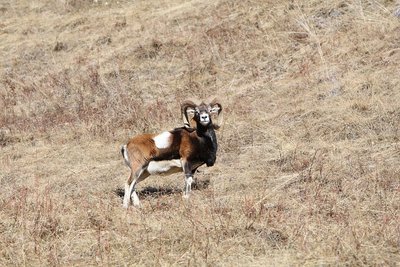 un mouflon mâle