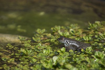 La grenouille rousse