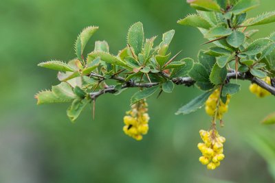 Épine-vinette en fleurs