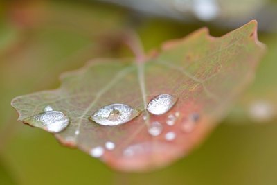 Gouttes d'eau sur feuilles de tremble