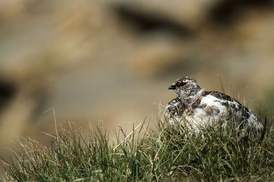 Lagopède alpin en été - mâle