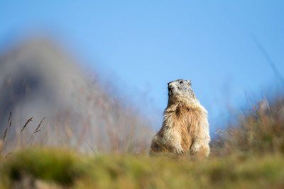 Une marmotte