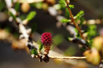 Mélèze en fleur