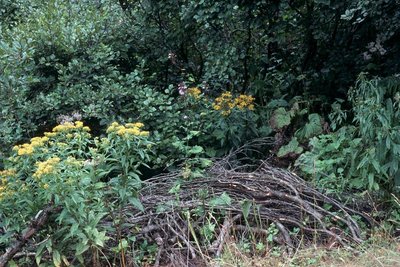 Adénostyles à feuilles d'alliaire et séneçons de Fuchs dans la mégaphorbiaie et l'aulnaie verte