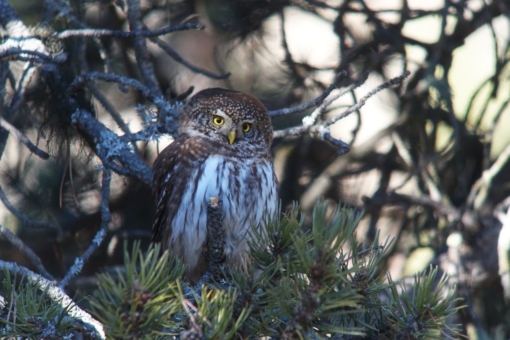 Chevêchette d'Europe