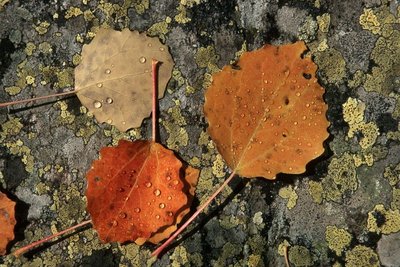 Des feuilles de tremble