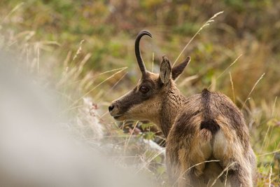 Chamois femelle