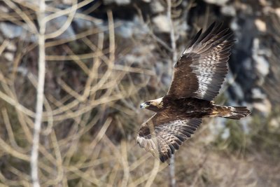 L'aigle royal