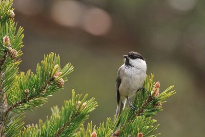 La mésange boréale