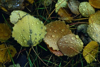 Des feuilles de tremble