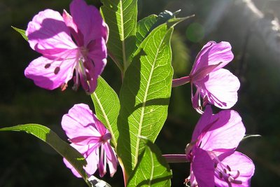 L'épilobe à feuilles étroites