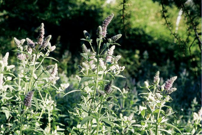 La menthe à longues feuilles