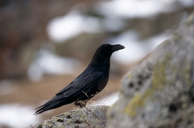 Le grand corbeau