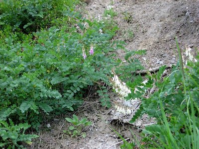 Sainfoin de Boutigny