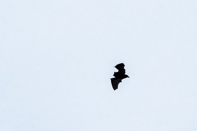 Chauve-souris forestière en vol en contre jour