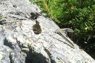 Lézard des murailles