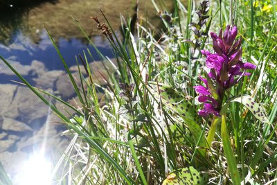 Orchis Alpestre au bord du torrent du Crachet