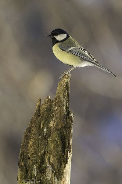 Mésange charbonnière