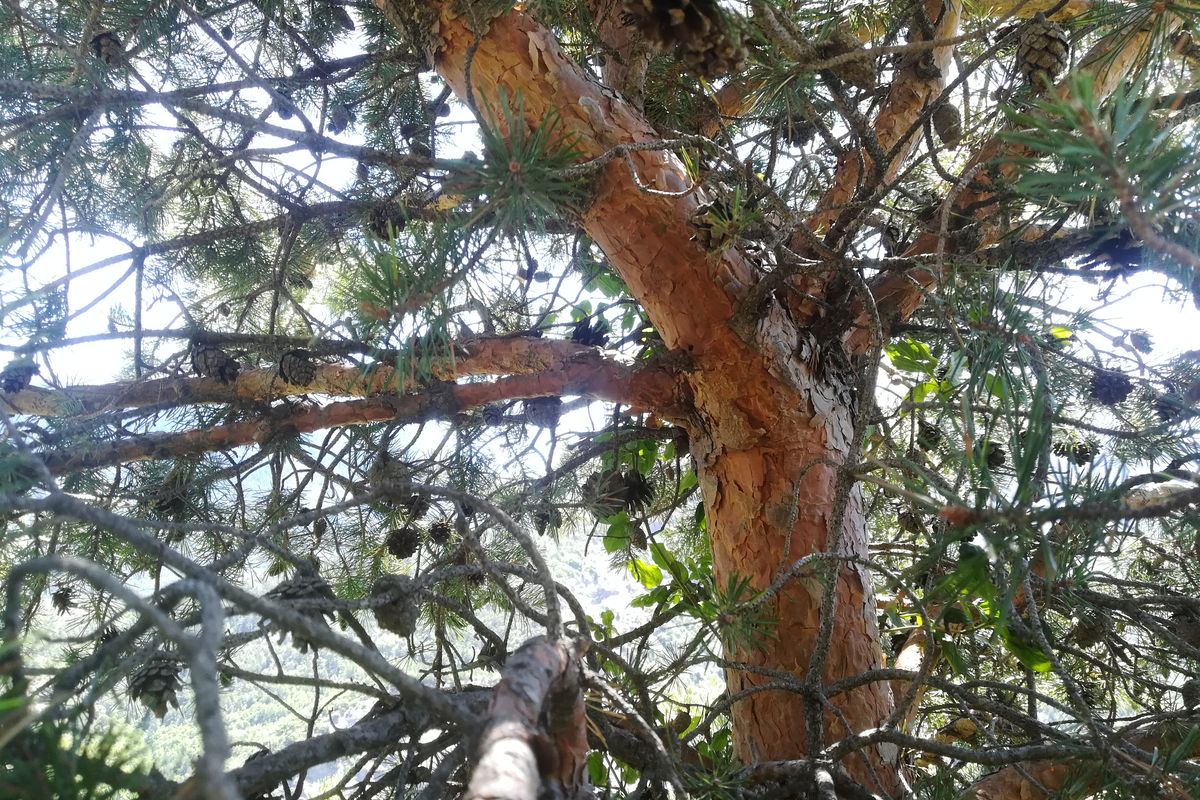 Pin sylvestre