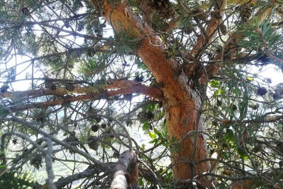 Tronc coloré du Pin sylvestre