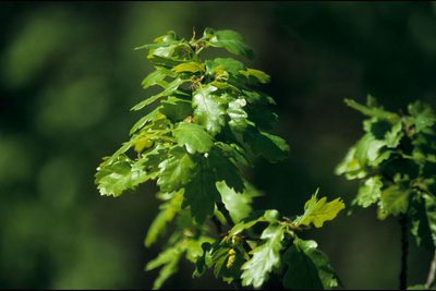 Chêne Pubescent