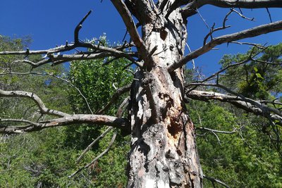 Arbre Nicheur