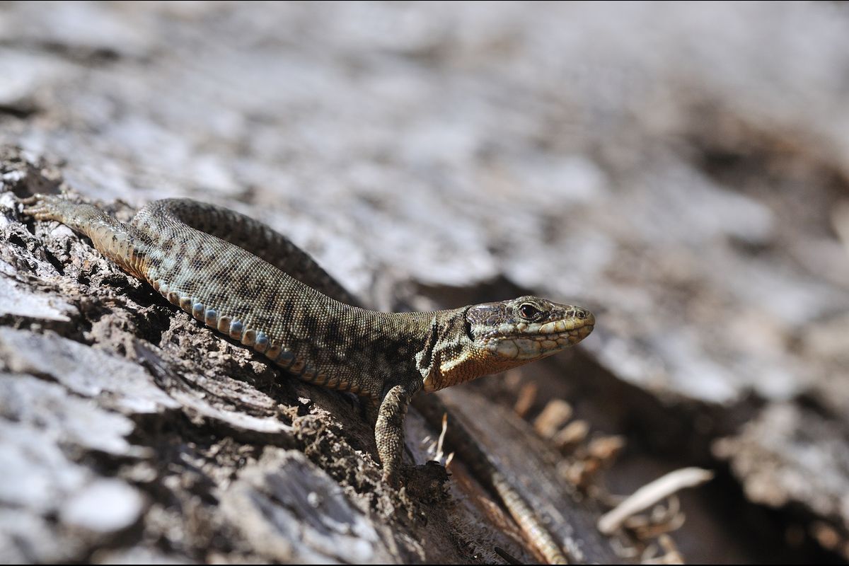 Lézard des murailles