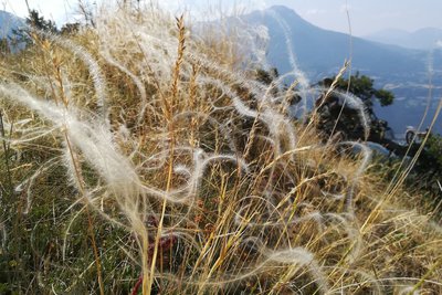 Stippe à tige laineuse sur le col du Morgonnet