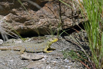 Lézard Ocellé