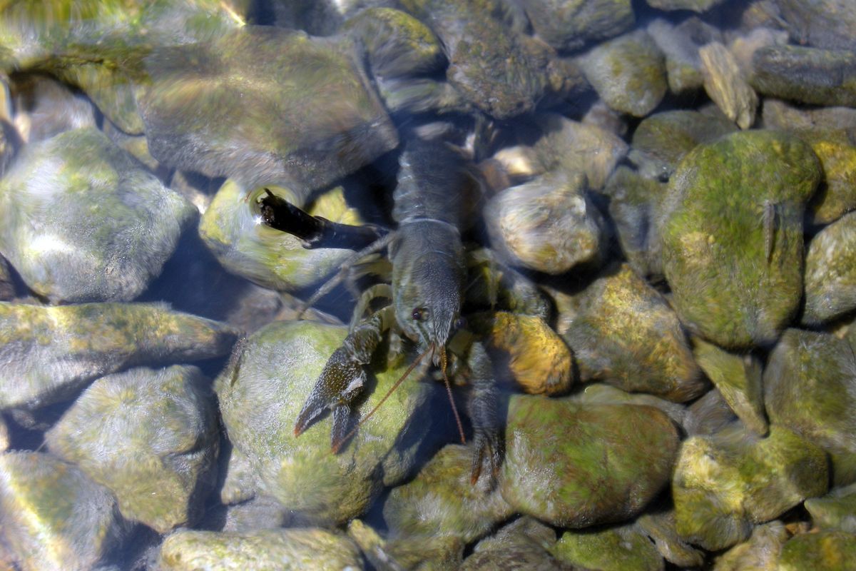 Écrevisses à pieds blancs