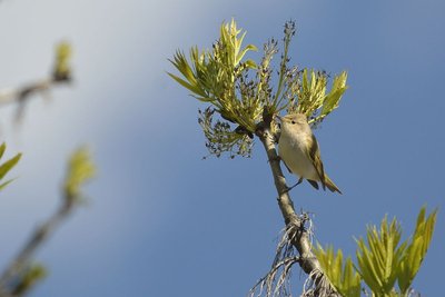 Pouillot de Bonneli