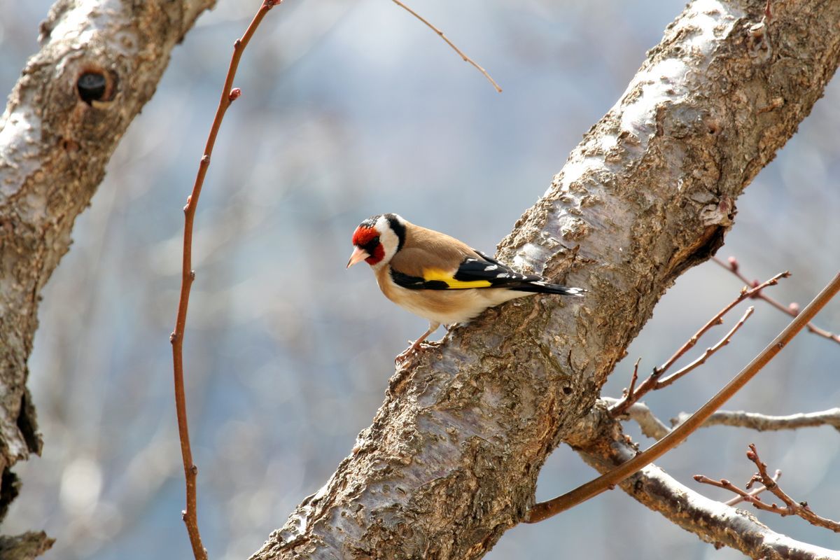Le Chardonneret élégant